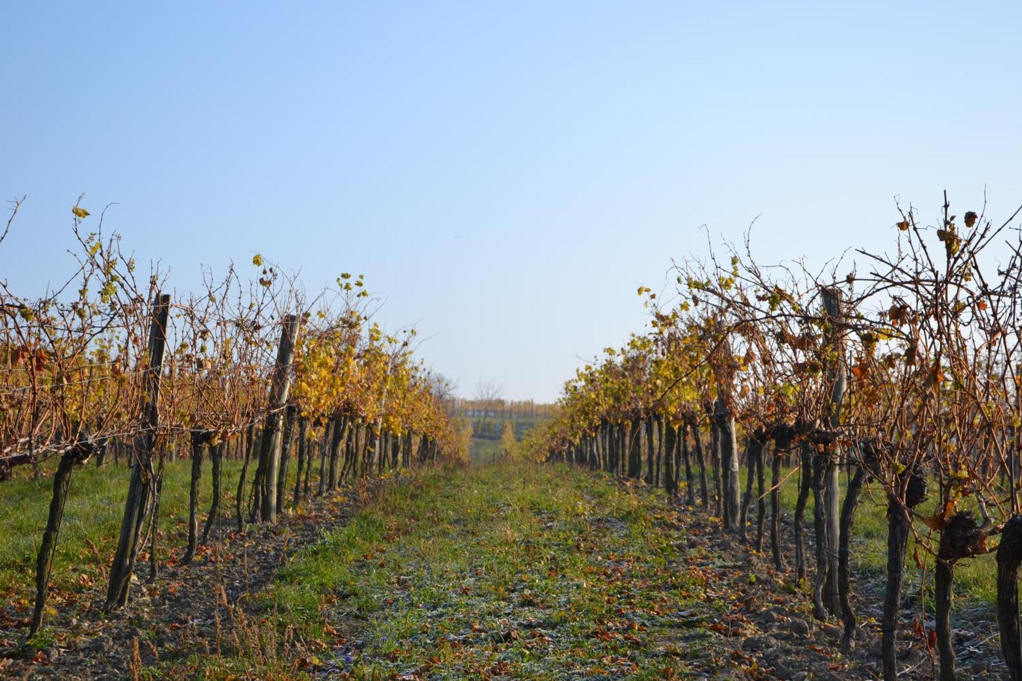 Wein + Bett Wiedeck Stetten ภายนอก รูปภาพ